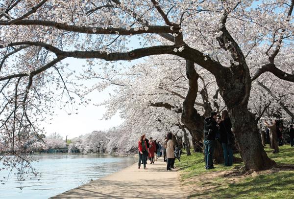 Blossoming in D.C.