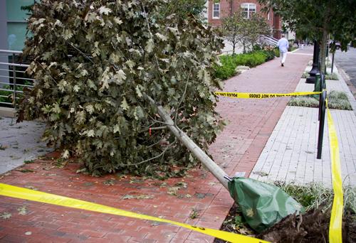 A tree also fell near the Smith Center on 22nd and G streets. Jordan Emont | Assistant Photo Editor
