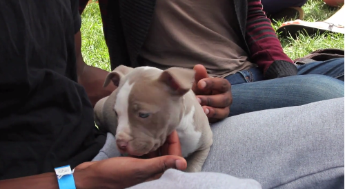 Puppy Palooza was a hit in University Yard last spring. Hatchet File Photo