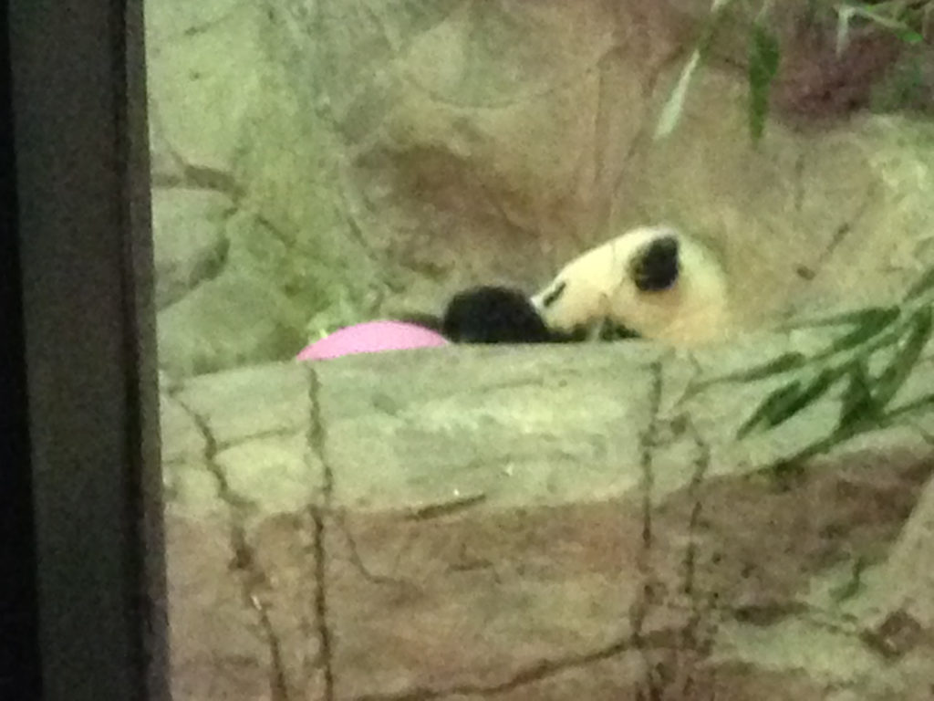 Bao Bao plays with her pink ball at the National Zoo | Hatchet reporter Everly Jazi.