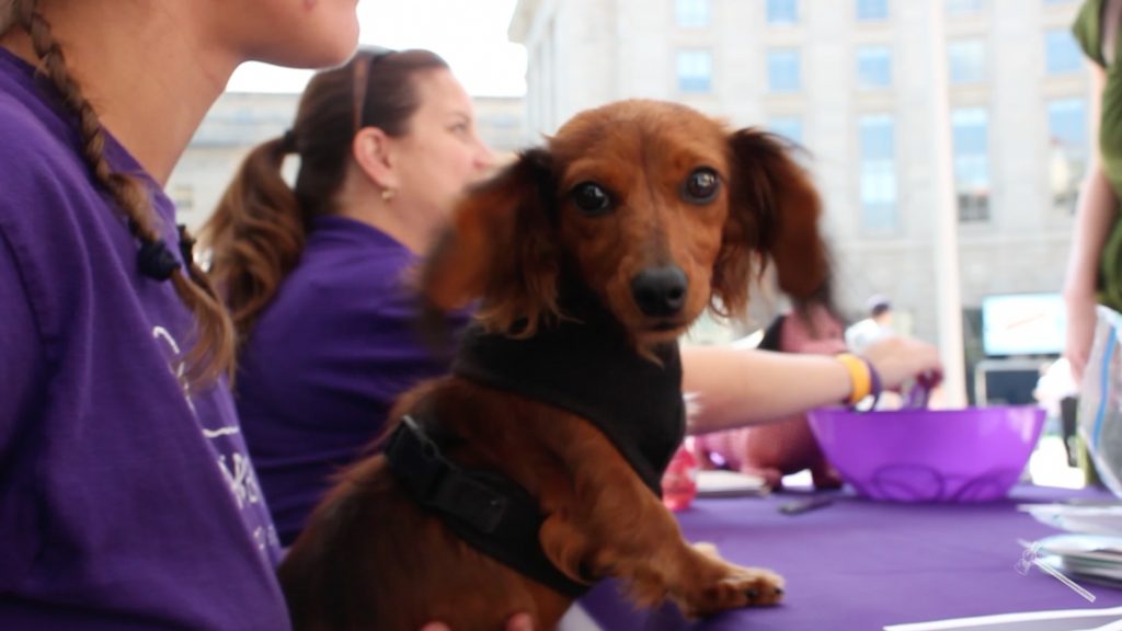 Dashing Dachshunds