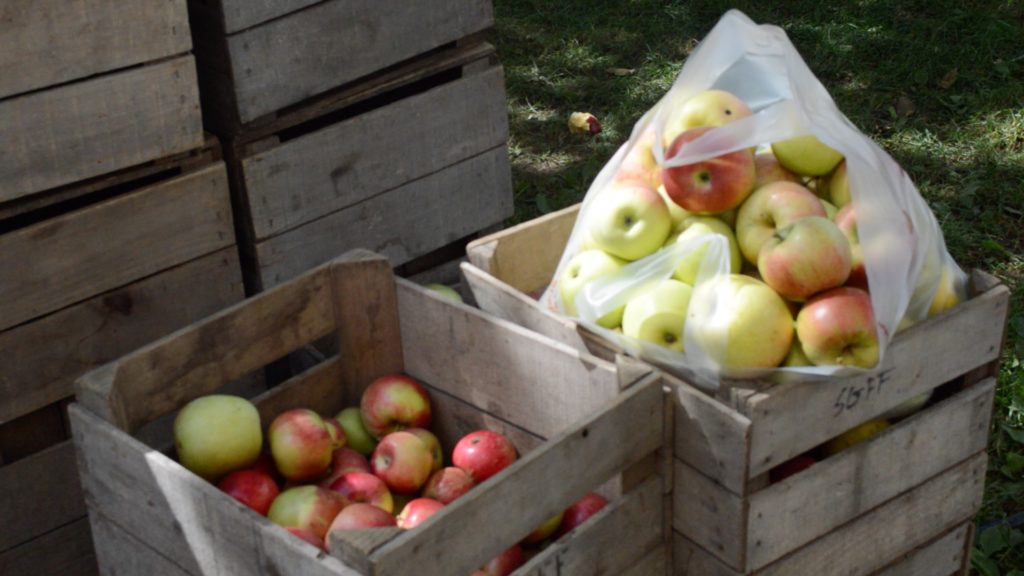 Escaping the city - Apple picking in Virginia