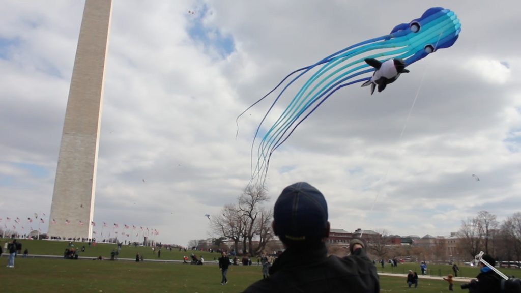 Blossom Kite Festival