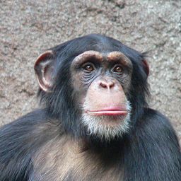 A new professor at GW has found that the human hand isnt as evolved as the hands of chimpanzees. Photo by Wikimedia Commons user Thomas Lersch used under a CC BY-SA 3.0 license.