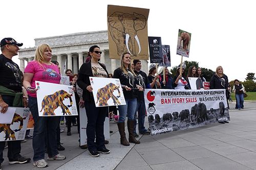 Portesters gathered at the Lincoln memorial to march through DC, one of over one hundred cities across the globe holding actions in protest of the Ivory Trade.
Jillian DiPersio | Hatchet Photographer