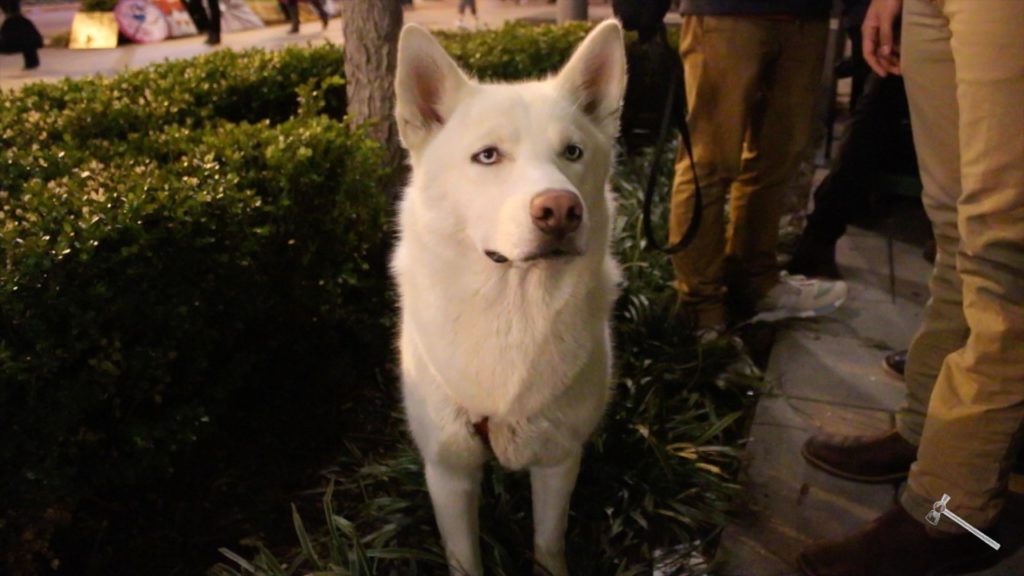 Kappa Sigma fundraises for service dogs at Sweetgreen