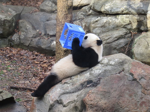Bao Bao will leave the Smithsonian National Zoo for China at the beginning of 2017. Photo courtesy of Creative Commons user Andrew NZP using CC BY SA-4.0.