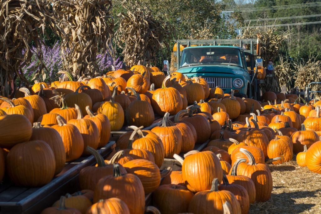 Cox Farms Fall Festival in Centreville, Va. features food, attractions and a fall market.