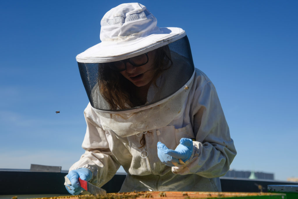 Kayla Schwartz, a junior and head beekeeper for GW Buzz, tends to hives in GW Buzz’s apiary.