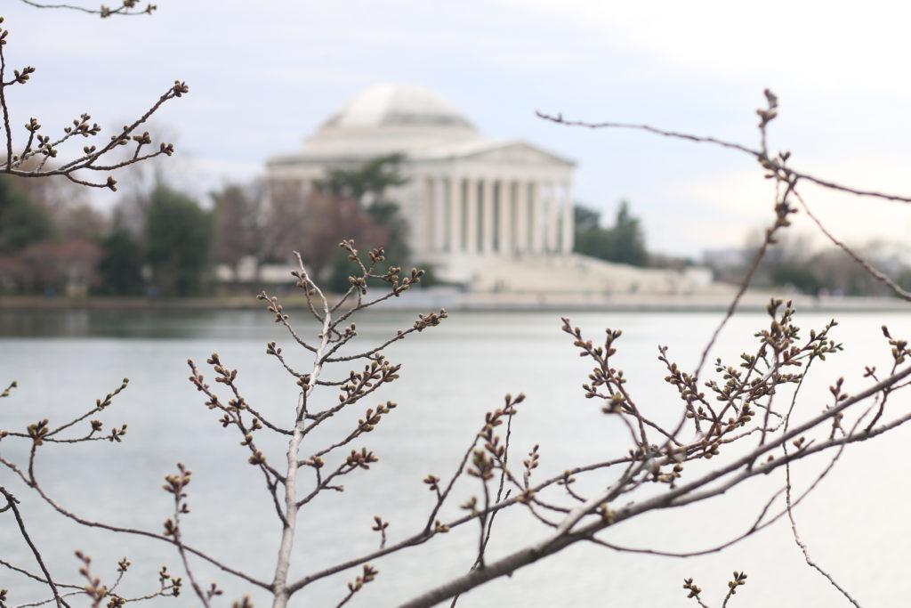 Less than a mile from the National Mall, the National Cherry Blossom Festival’s Opening Ceremony will include music, dance and art performances by Japanese artists at the Warner Theater.