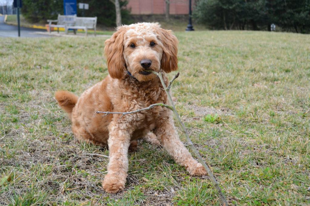 Lola, a 1-year-old miniature goldendoodle, currently resides in West Hall on the Mount Vernon Campus with Mark Ralkowski, an associate professor of philosophy.