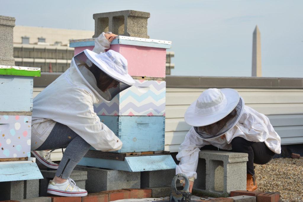 Students are investigating the mysterious disappearance of bees from their hives on top of Lisner Hall – the second year in a row that at least two hives have collapsed in November. 