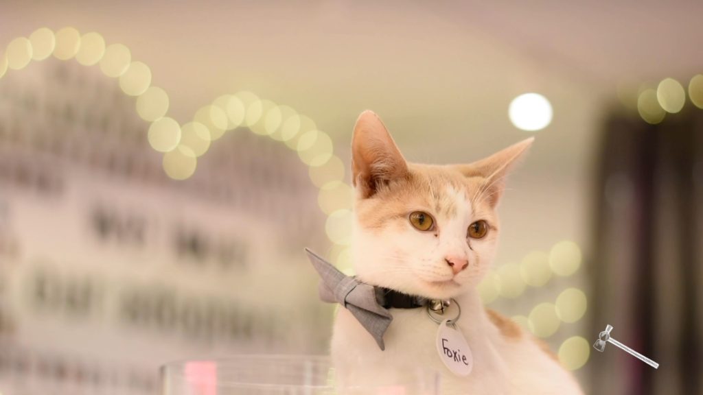 Crumbs & Whiskers opens second pop-up kitten lounge