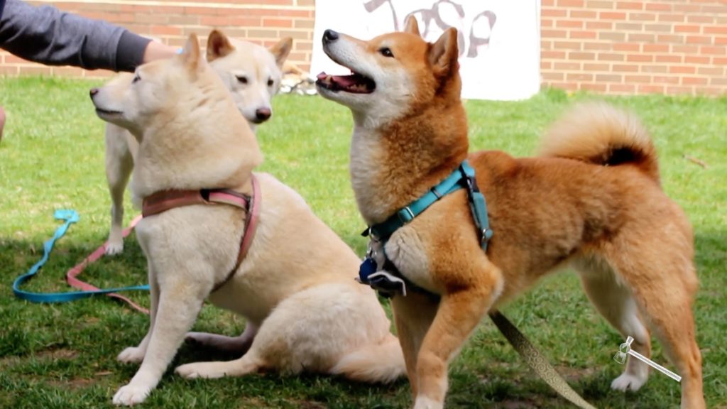 The Japanese American Student Alliance partnered with the D.C. Shiba Inu Rescue to host dogs in Square 80 on Saturday.