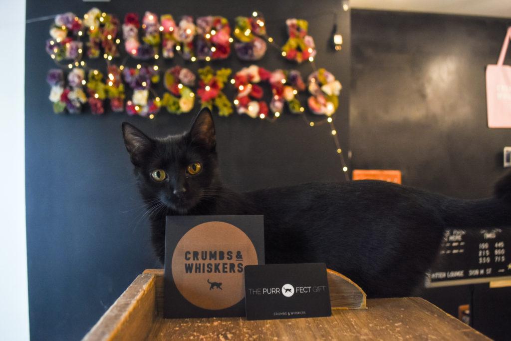 Buy your senior friend a gift card to the Crumbs and Whiskers kitten lounge. 