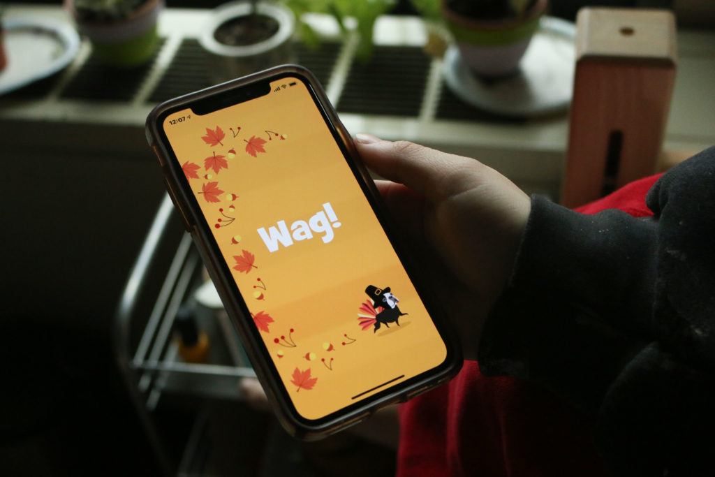 Students said the popular dog walking app Wag! is an easy way to pocket money on a tight schedule. 