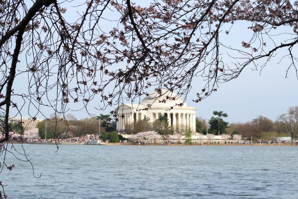 The cherry blossoms are expected to bloom about four days earlier than last year. 