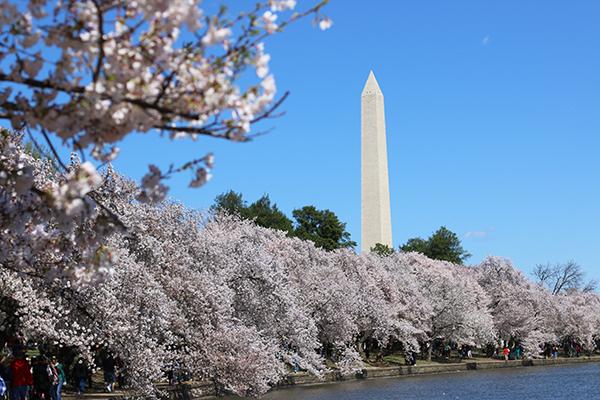 The National Parks Service has indicated that it will shut down the Tidal Basin to pedestrian traffic if crowds grow too large during cherry blossom peak bloom, so visit now while you can.