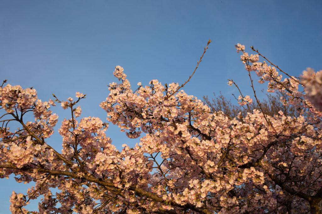 Head to the Washington National Cathedral for cherry blossom sightseeing.