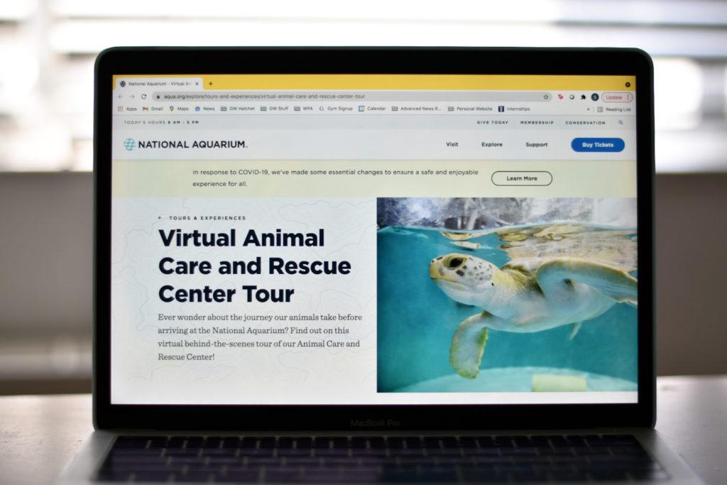Viewers of the National Aquariums Animal Care and Rescue Center virtual tour will get to meet Kai, the aquariums newest sea turtle.