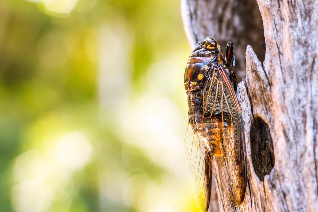 Researchers said the cicadas could serve as an additional food source for animals like birds and rats. 