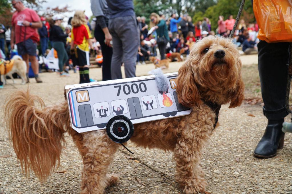 Pet owners dress up their furry friends last Saturday for prizes at the Howl-o-ween costume contest in Lincoln Park.