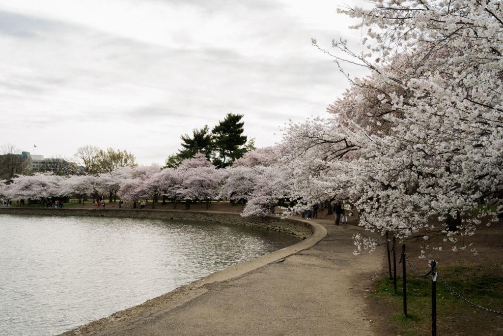 Check out Cherry Blossom Artisan Market this weekend to explore local vendors goods. 