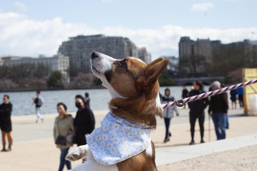 Corgi+owners+and+enthusiasts+alike+came+to+the+Jefferson+Memorial+on+April+3+to+see+the+Baltimore+Corgis+and+Capital+Corgi+Clubs+convene+for+the+Cherry+Blossom+Festival.+