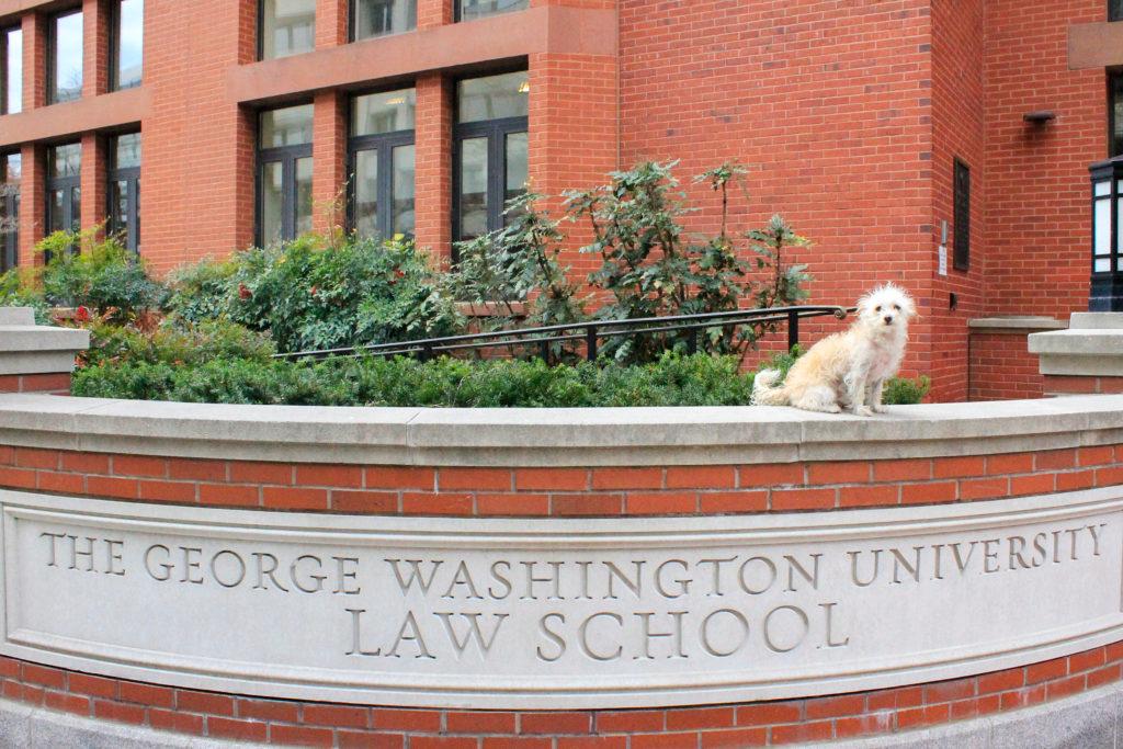 Coconut, a resident of Shenkman Hall, took a stroll across campus to GW Law on Wednesday.