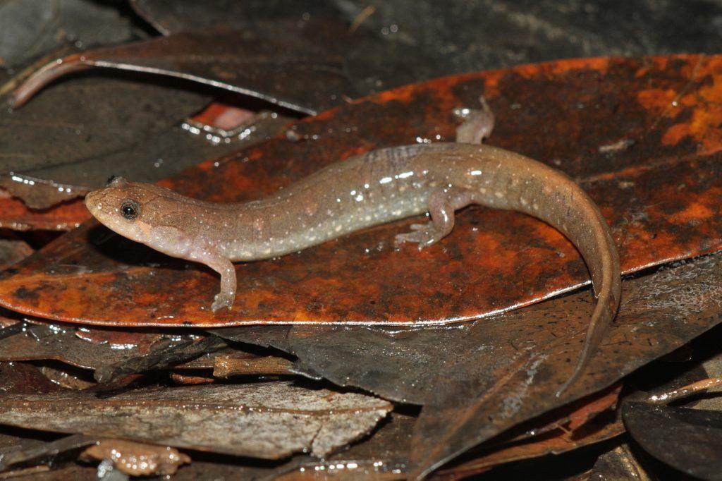 The study states that Desmognathus pascagoula is smaller than other dusky salamanders and distinguishable by its lateral white spots. 
