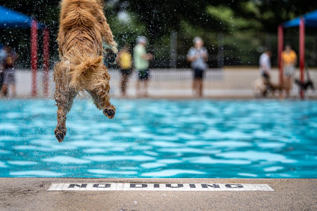 A Golden retriever named Callie jumps into the Upshur Pool Sunday as part of “Doggie Swim Day,” an annual event where dogs swim in local pools before they close for the winter. 