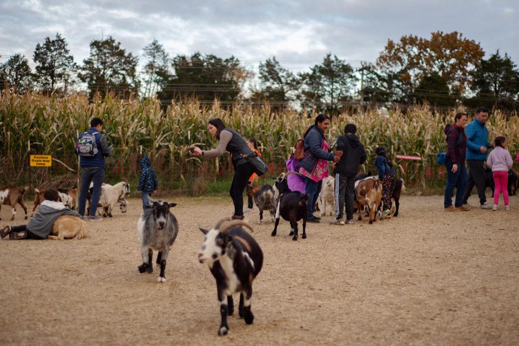 Visitors play with goats and other animals at Cox Farms Fall Festival in Centreville, Virginia Friday.