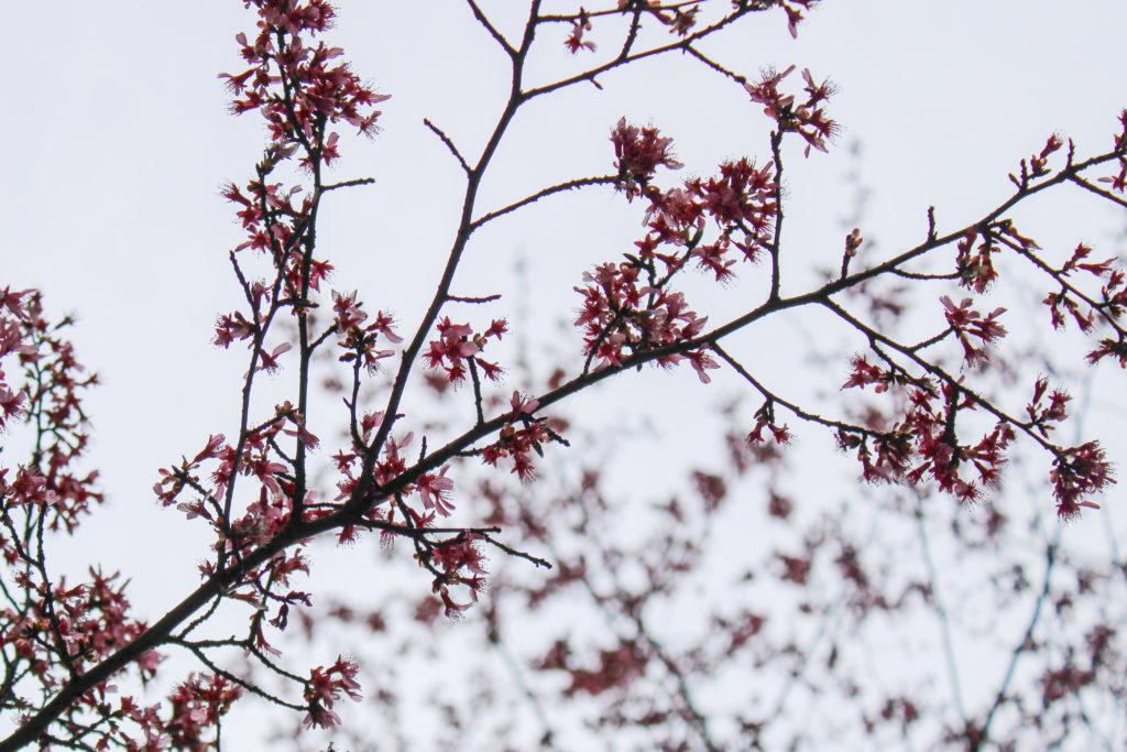 Cherry trees across D.C. started blossoming as early as Feb. 17, roughly two weeks earlier than usual, according to an ABC News report.