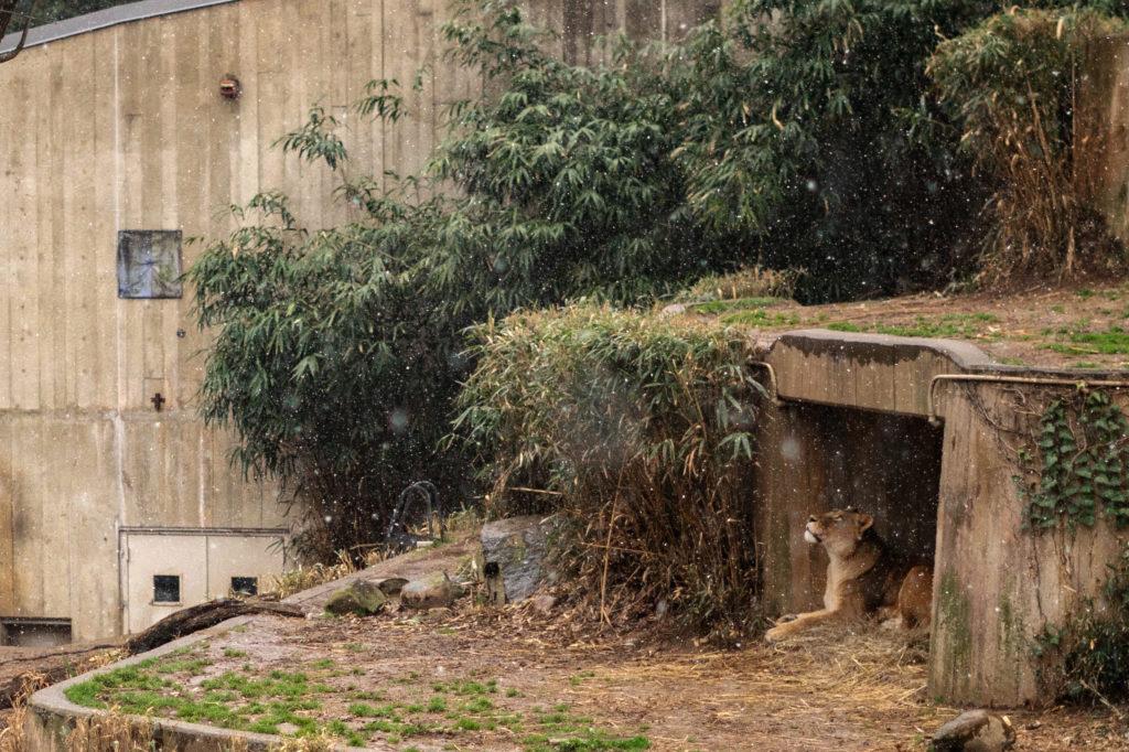 A lion gazes up at the sprinkling snow Saturday at the National Zoo.