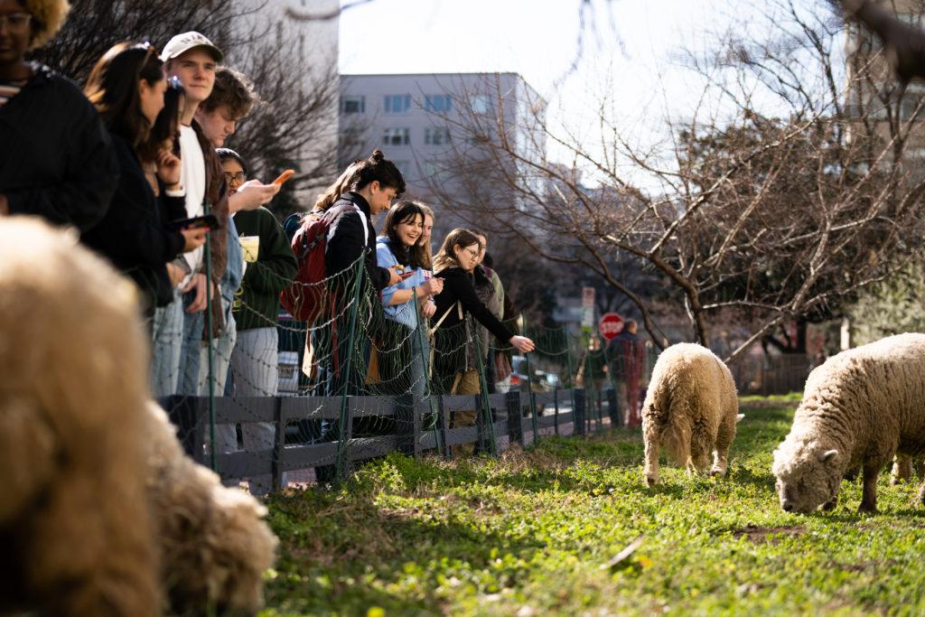 Nicholas Smaldone, a GroW manager and senior studying international environment studies and English, said members of the community garden used their student organization budget to rent sheep from Lamb Mowers, a company that offers sheep for rent to feed on private spaces.
