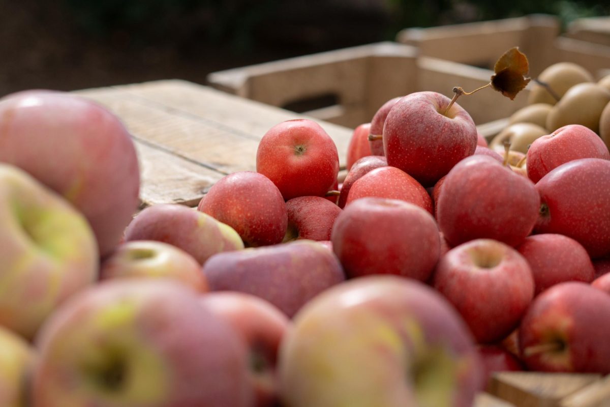 A+bushel+of+apples+wait+to+be+plucked+at+the+FRESHFARM+Foggy+Bottom+Market.