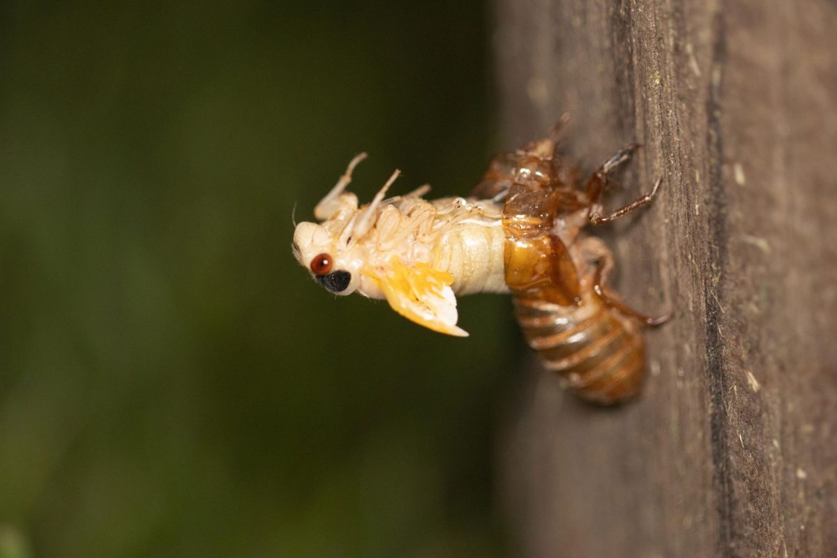 An adult cicada sheds its exoskeleton.