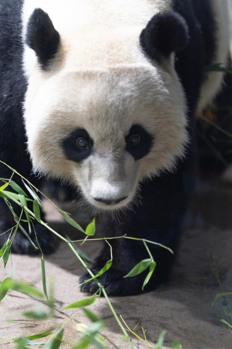 Photo Gallery: DCs beloved pandas, the day before their departure