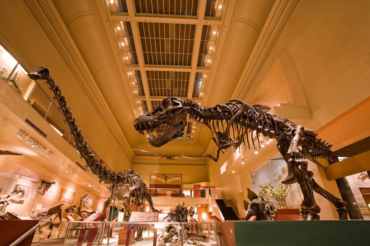 A Tyrannosaurus rex skeleton in the Smithsonian National Museum of Natural History.