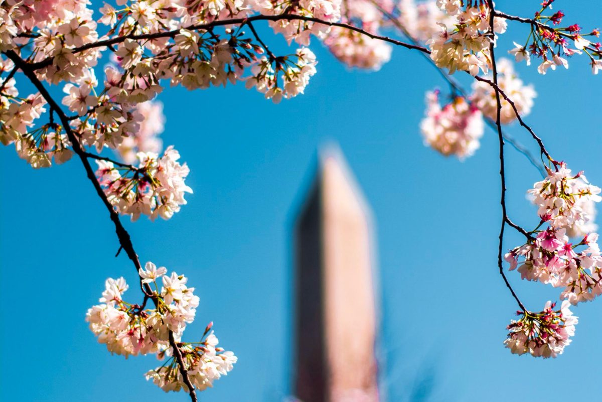 The silhouette of the Washington Monument peeks through a bough of cherry blossoms. 