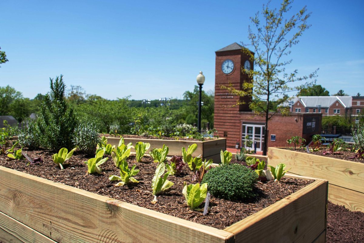 A new garden on the Mount Vernon campus grows fresh fruits and vegetables.