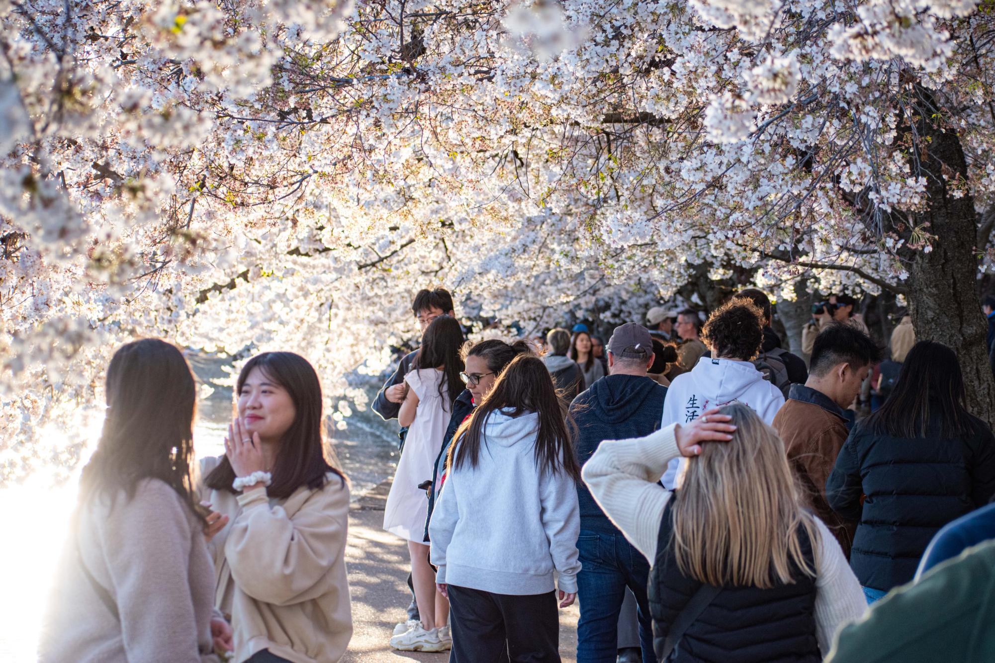 Photo Essay: Cherry Blossom Festival