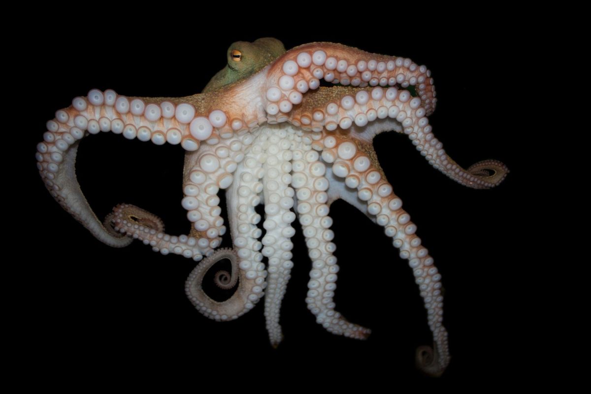 Pinnoctopus cordiformis, Common octopus Courtesy of Brian Gratwicke under Creative Commons