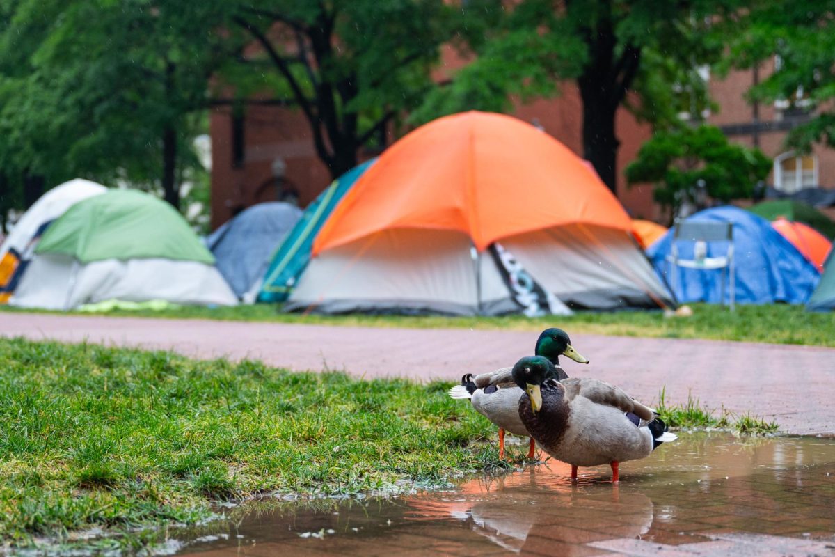 Two mallard ducks bathe in a puddle after rain beat down on the encampment.