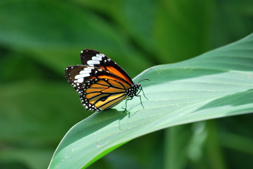 A butterfly perches on top of a plant.