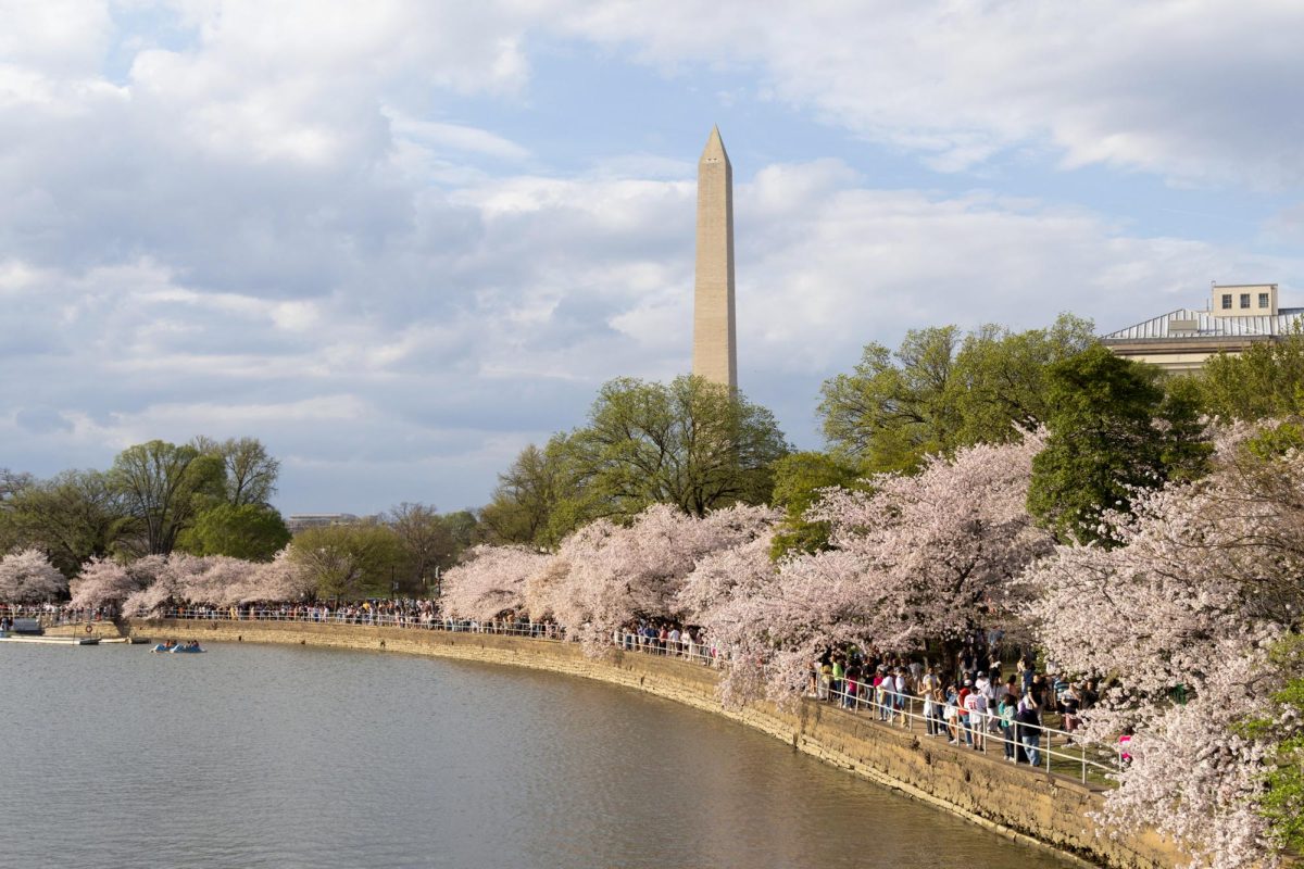 The cherry blossom trees around the Tidal Basin in peak bloom last year.