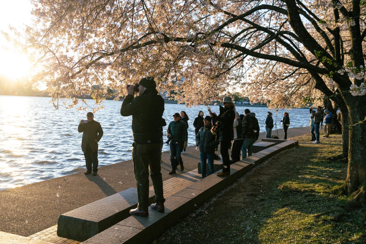 People photograph the Tidal Basin's cherry blossoms during at sunrise.